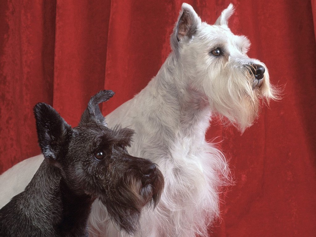 Kat and Georgie, Miniature Schnauzers